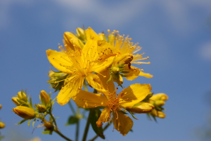 St John's Wort